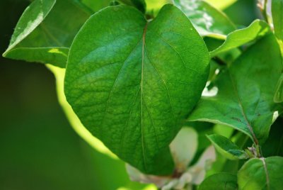 Cydonia oblonga - kdouloň obecná - list